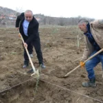 Dodurga'da Zeytin Fidanı Dikimi