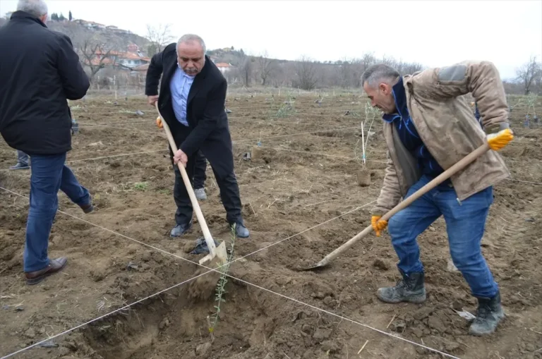 Dodurga'da Zeytin Fidanı Dikimi